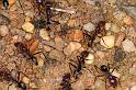 Iridomyrmex_purpureus_D7115_Z_88_Camping near sewage_Australie